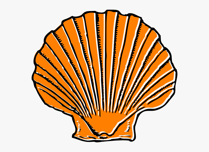 Shell Clipart, HD Png Download, Free Download