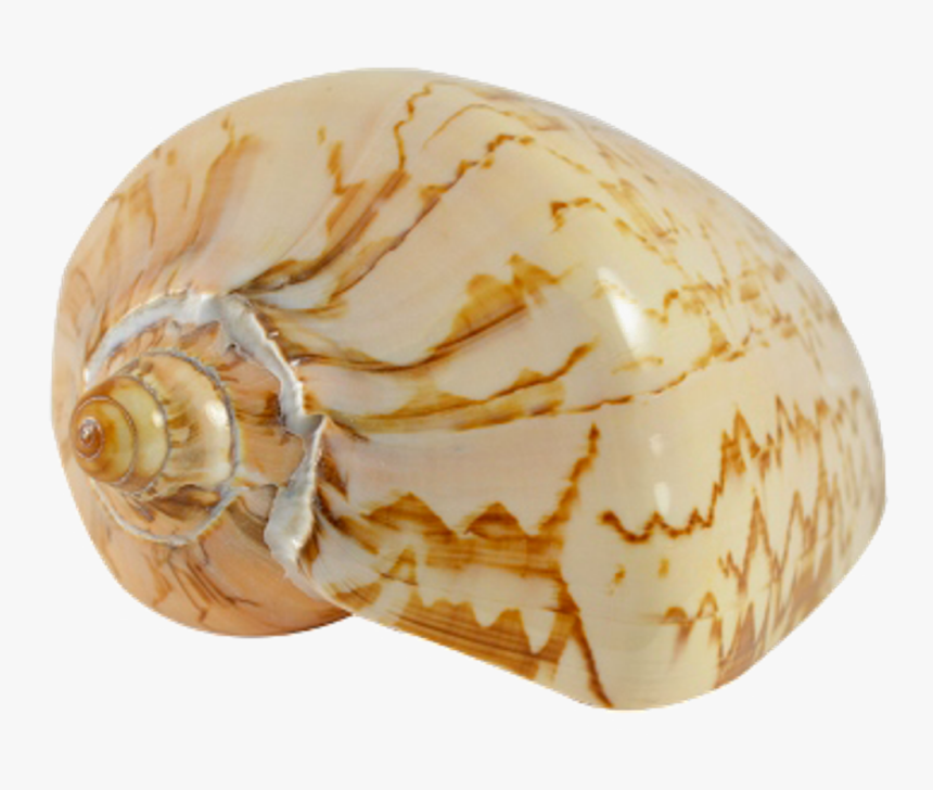 Voluta Nobilis Indo Polished Seashell 5-6" - Seashell, HD Png Download, Free Download