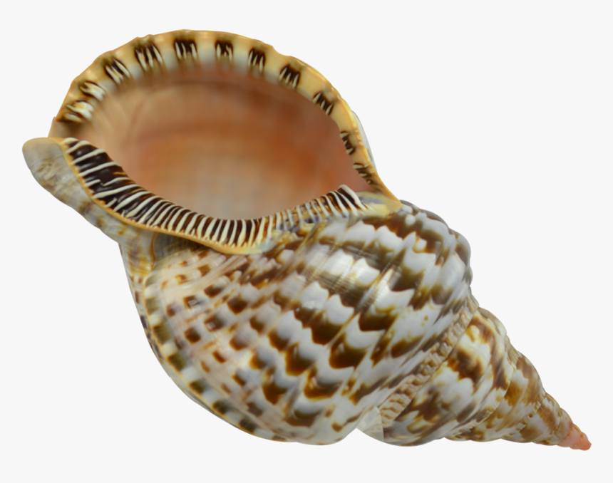 Extra Large Triton Decorative Shell Seashell 8-9 - Seashell Hd, HD Png Download, Free Download