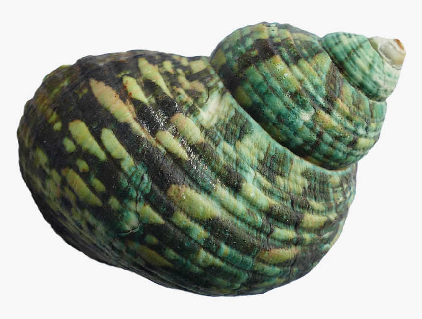 Green Seashell, HD Png Download, Free Download