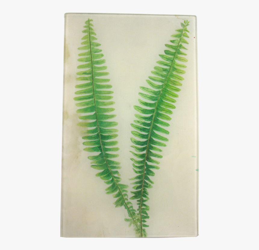 Fern, HD Png Download, Free Download