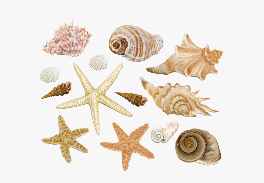 Decoration Clam Starfish Conch Seashell Material Mollusc - Sea Shells, HD Png Download, Free Download