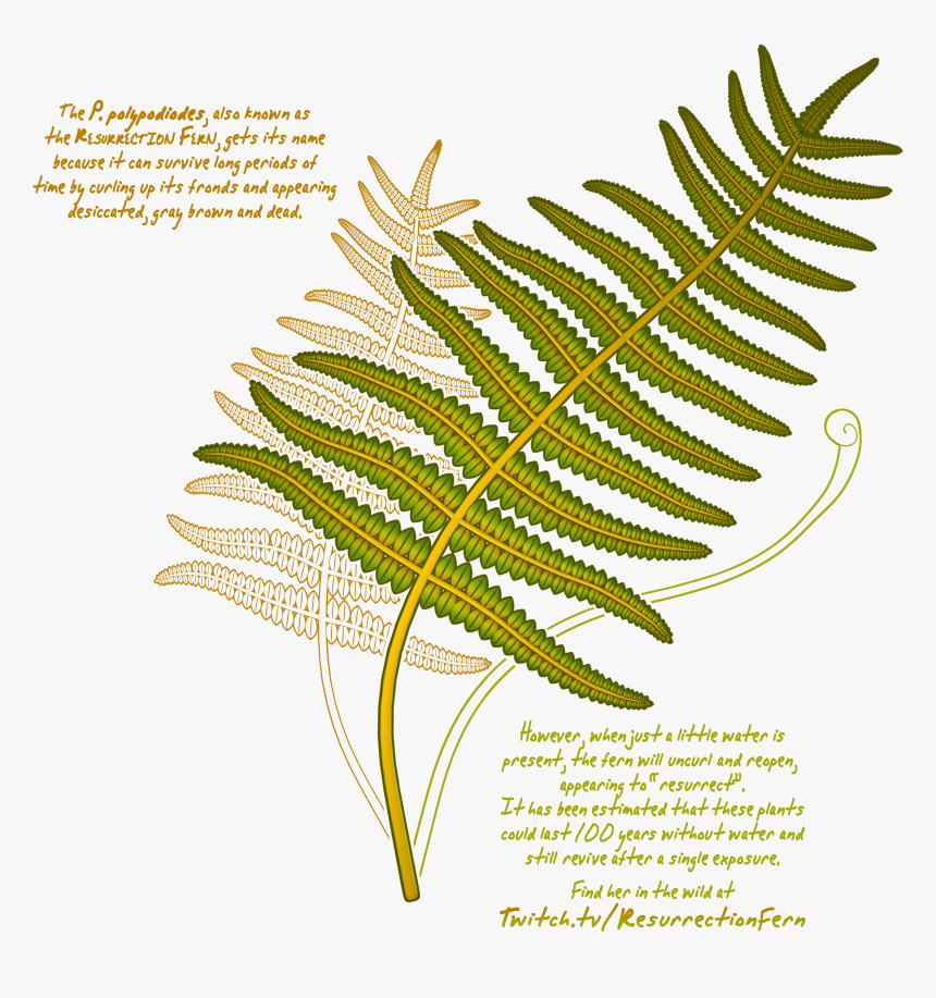 Resurrection Fern - Fern, HD Png Download, Free Download