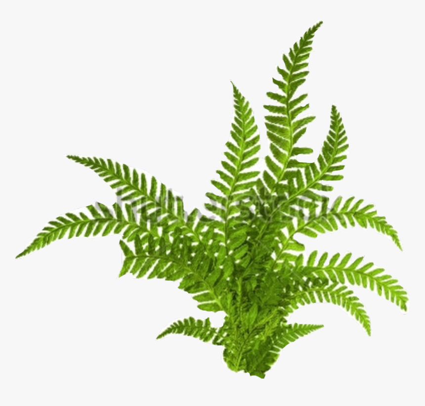 Transparent Fern Clipart Black And White - Green Tropical Fern White Background, HD Png Download, Free Download