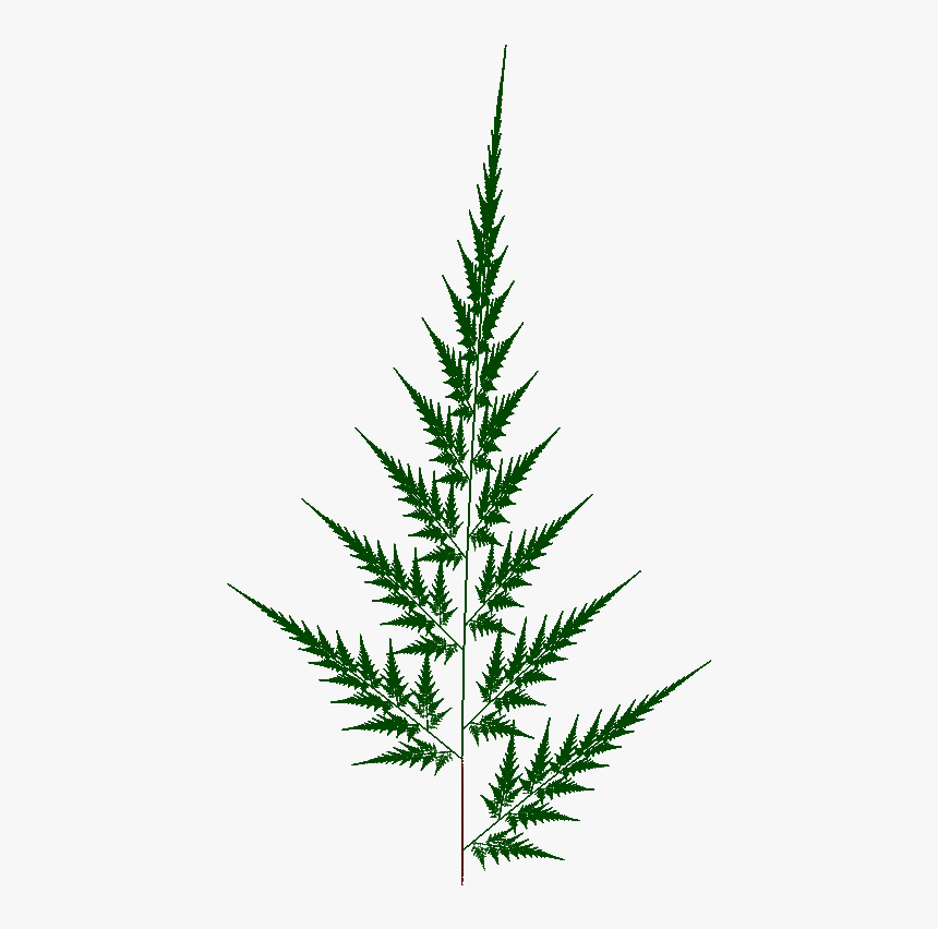 Fern2b - Spruce, HD Png Download, Free Download