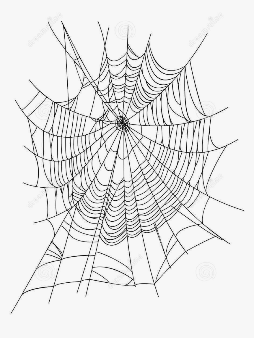 Spider Web Euclidean Vector Illustration - Spider Web Transparent Background, HD Png Download, Free Download