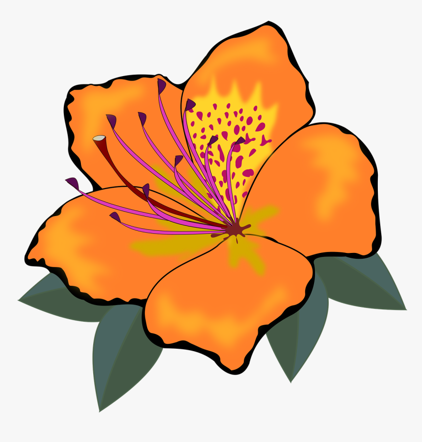 Orange Flower Clipart - Orange Flowers Clip Art, HD Png Download, Free Download