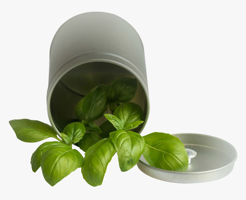 Basil Leaf Pot Png Image - Basil Png, Transparent Png, Free Download