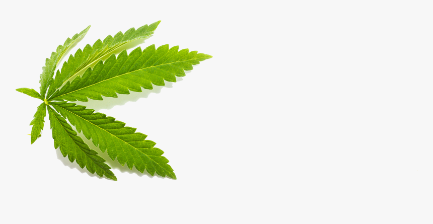 Cbd Leaf Png, Transparent Png, Free Download