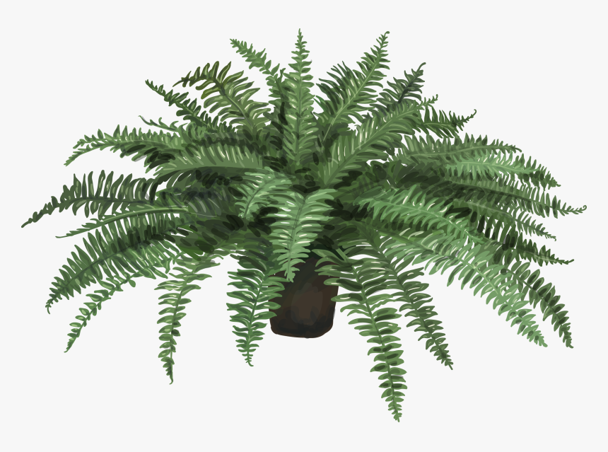 Nephrolepis Exaltata Fern Plant Leaf Artificial Flower - Artificial Fern In A Pot, HD Png Download, Free Download