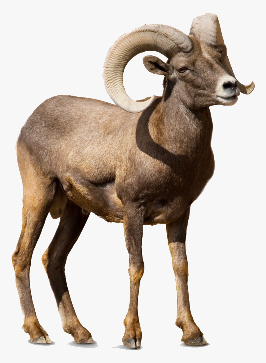 Bighorn Sheep Transparent Image - Bighorn Sheep Png, Png Download, Free Download