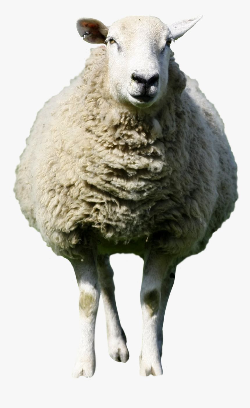 Sheep Png, Transparent Png, Free Download