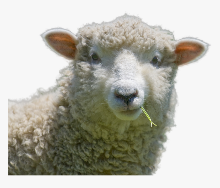 Sheep Png Image - Queen Sheep, Transparent Png, Free Download