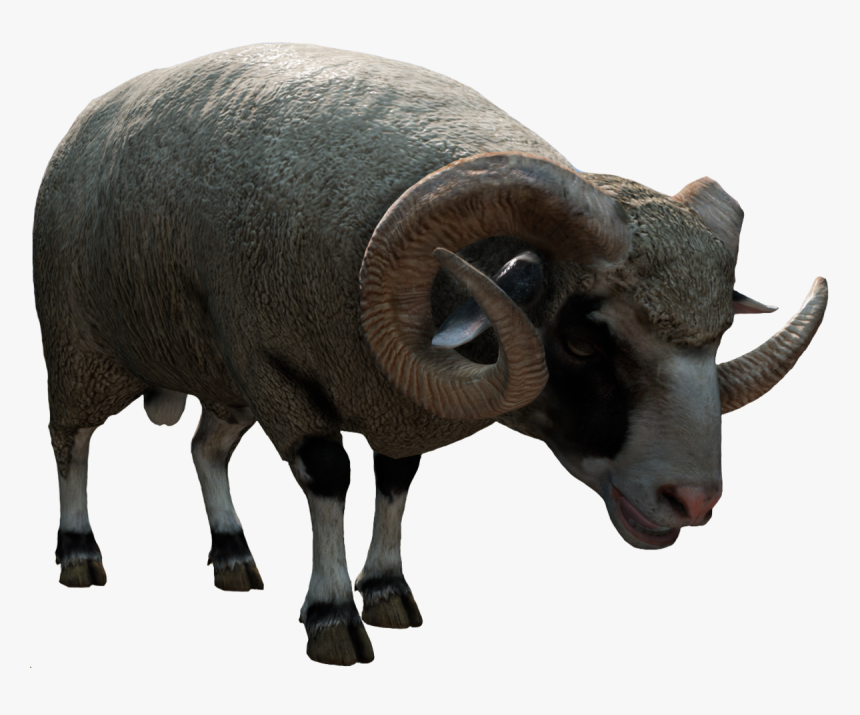 Sheep , Png Download - Bighorn, Transparent Png, Free Download