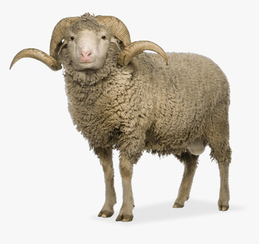 Merino Sheep Png, Transparent Png, Free Download