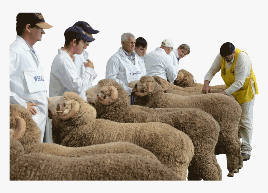 Midstate Merinos Field Day Hogget Competition - Sheep, HD Png Download, Free Download