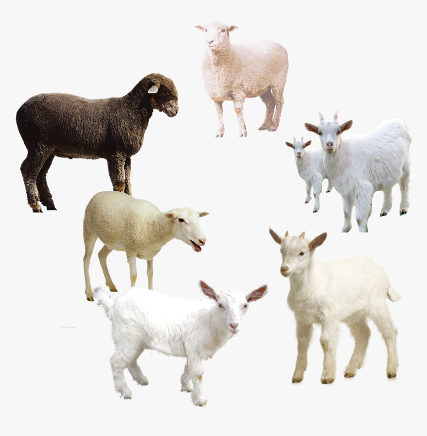 Sheep Free Png Image - Domba Png, Transparent Png, Free Download