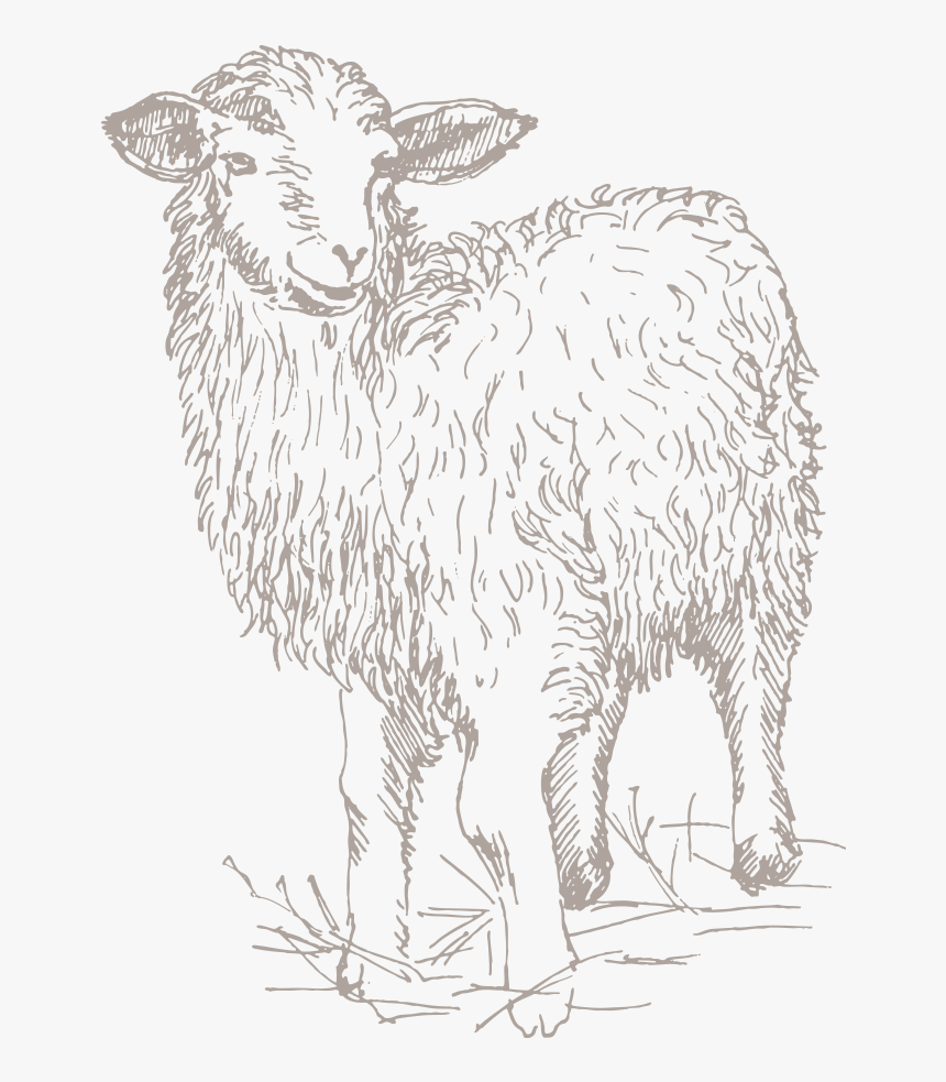 Sheep, HD Png Download, Free Download