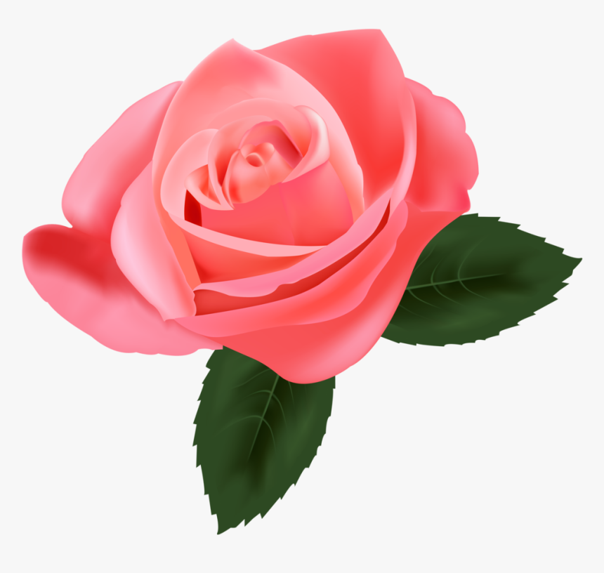 Pink Rose Png Clipart - Transparent Pink Rose Png, Png Download, Free Download