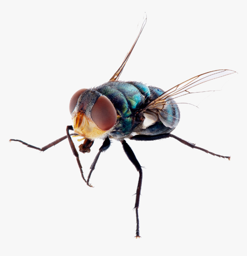 Fly Png Free Image Download - Death Fly, Transparent Png, Free Download