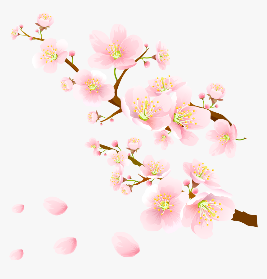 Sakura Pink Flowers Png Clipart Pink Sakura Flower Png Transparent Png Kindpng