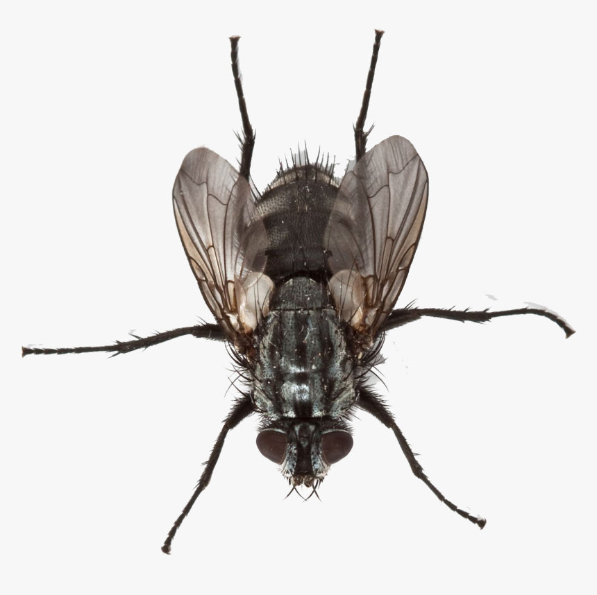 Fly Png Transparent Image - Fly Hd Png, Png Download, Free Download