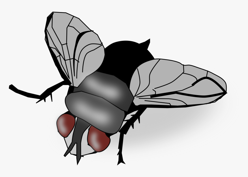 House-fly - Fly Clipart, HD Png Download, Free Download