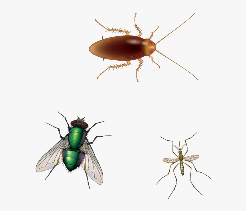 House Fly , Png Download - Mosquitoes And Cockroaches, Transparent Png, Free Download