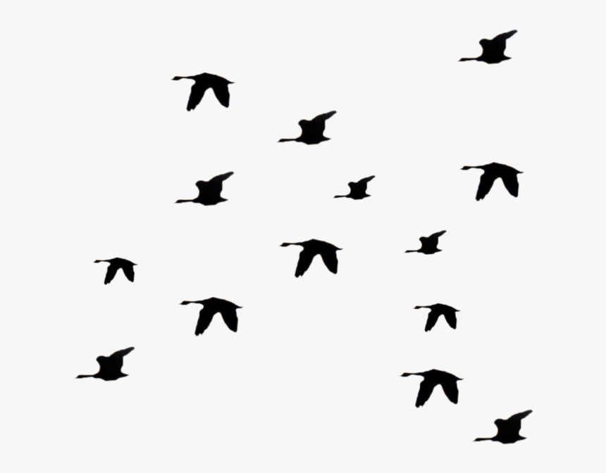 Bird Fly Png Clipart Librar Transparent Png , Png Download - Flying Birds Silhouette Transparent, Png Download, Free Download