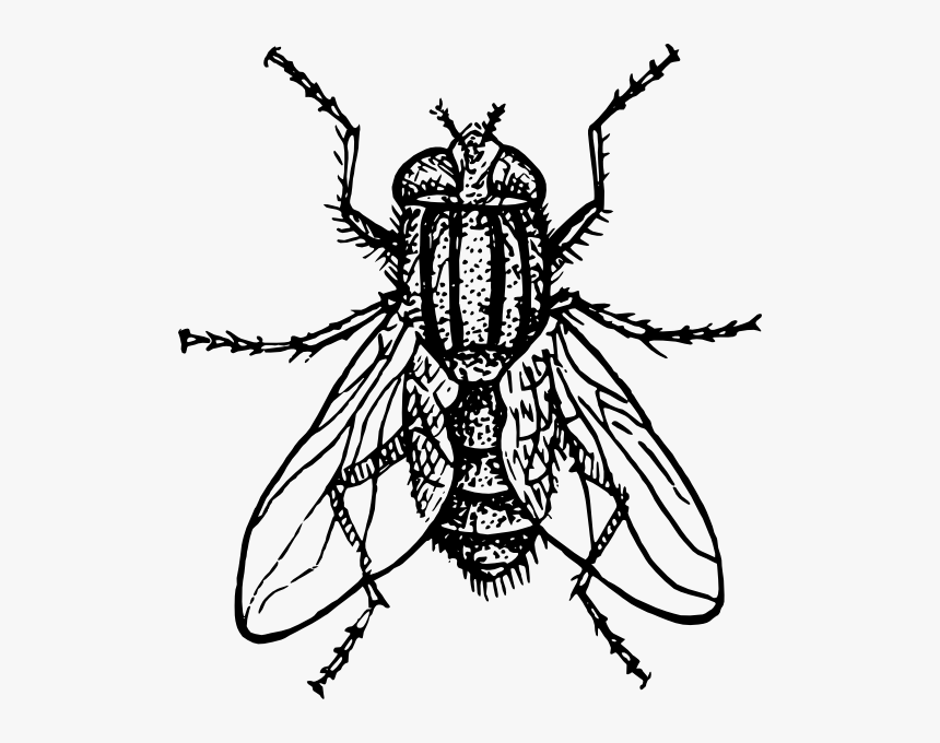 House Fly Svg Clip Arts - House Fly Clipart, HD Png Download, Free Download
