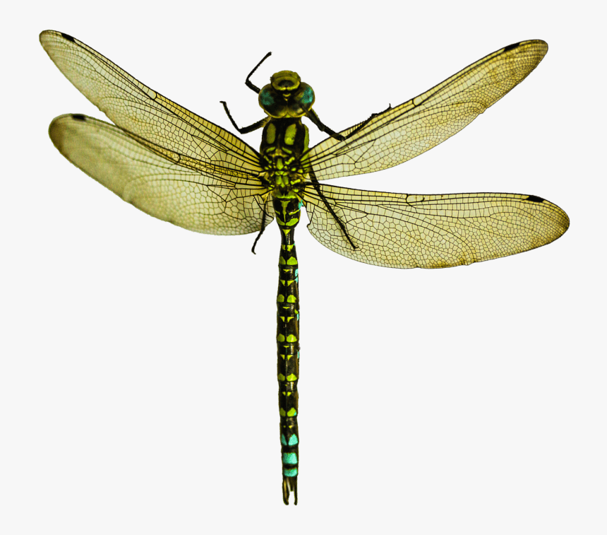 Transparent Clipart Dragonflies - Dragonfly Png, Png Download, Free Download