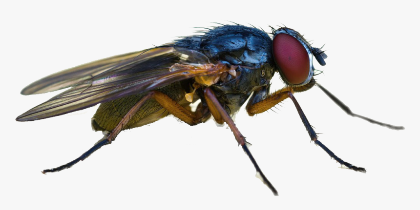 Fly Png Image Download - মাছির ছবি, Transparent Png, Free Download
