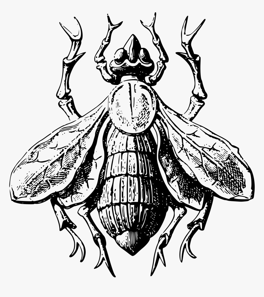 Stylised Fly Clip Arts - Stylised Beetle Drawing, HD Png Download, Free Download