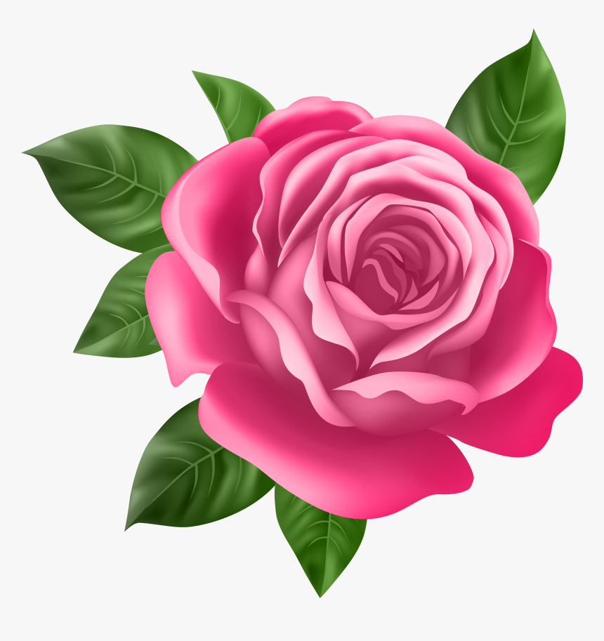 Pink Rose Transparent Png Clip Art, Png Download, Free Download