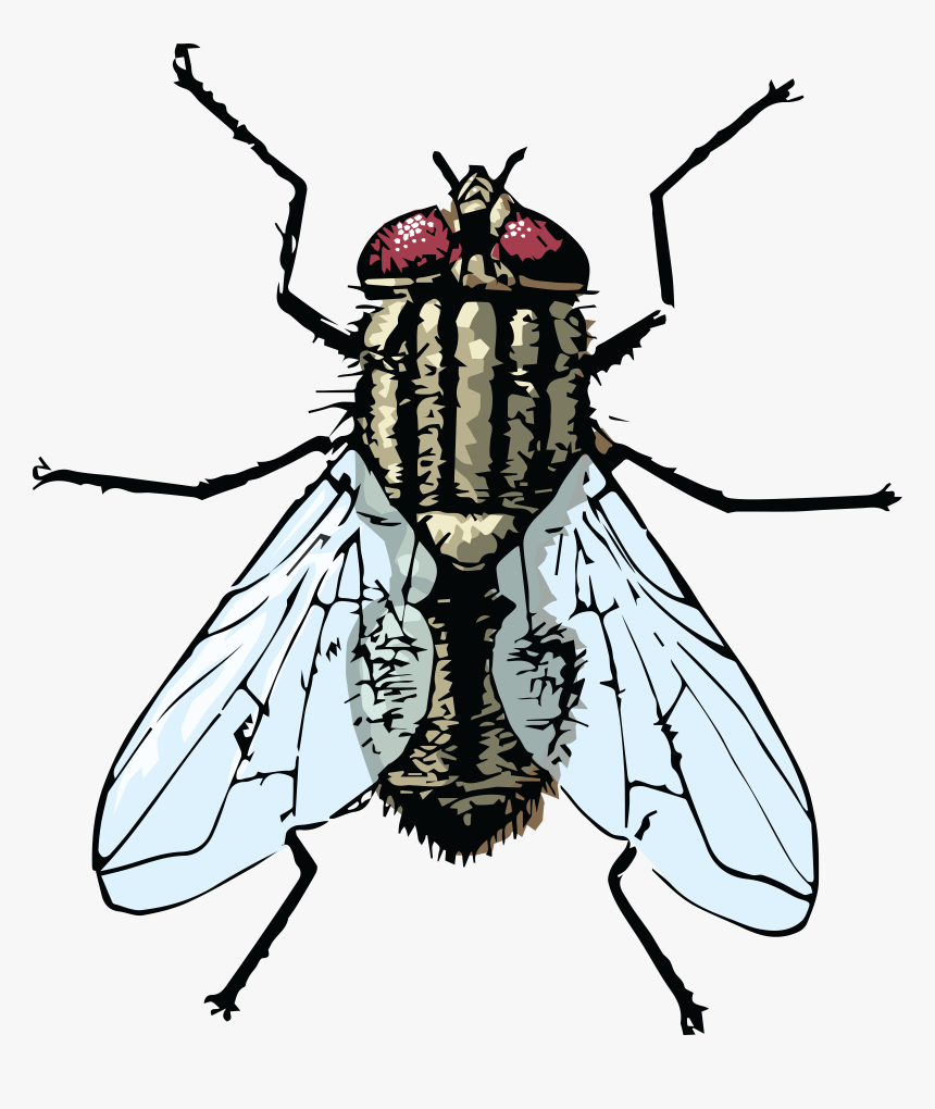 Free Clipart Of A House Fly - Clipart Images Of Housefly, HD Png Download, Free Download