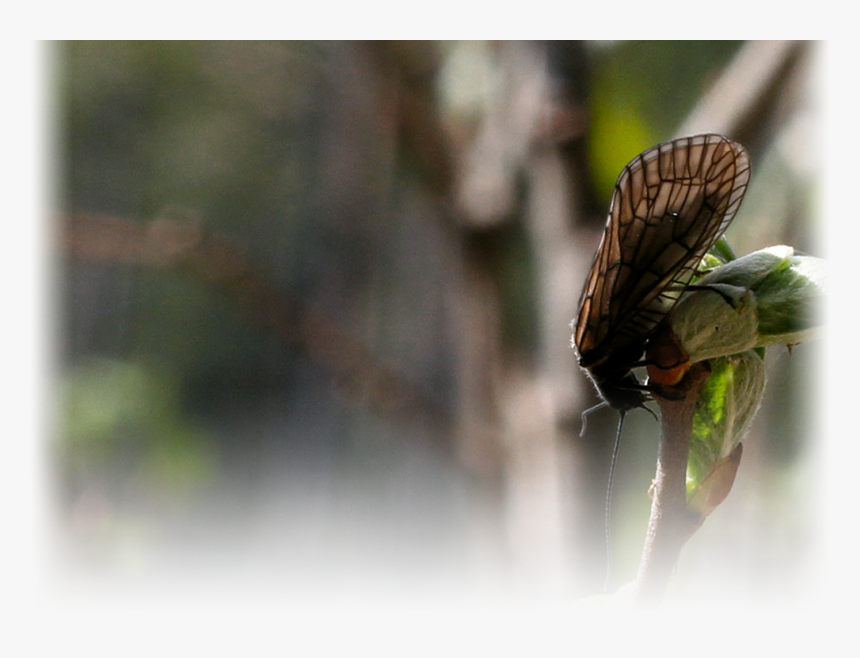 Transparent House Fly Png - House Fly, Png Download, Free Download