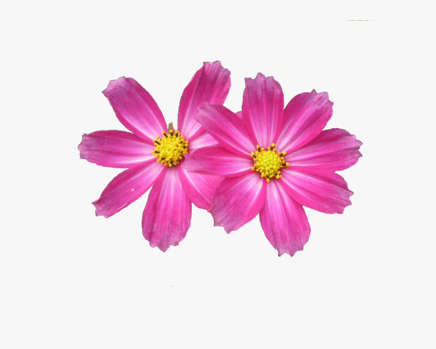 Free Download Flower Png Images - Pink Flower .png, Transparent Png, Free Download