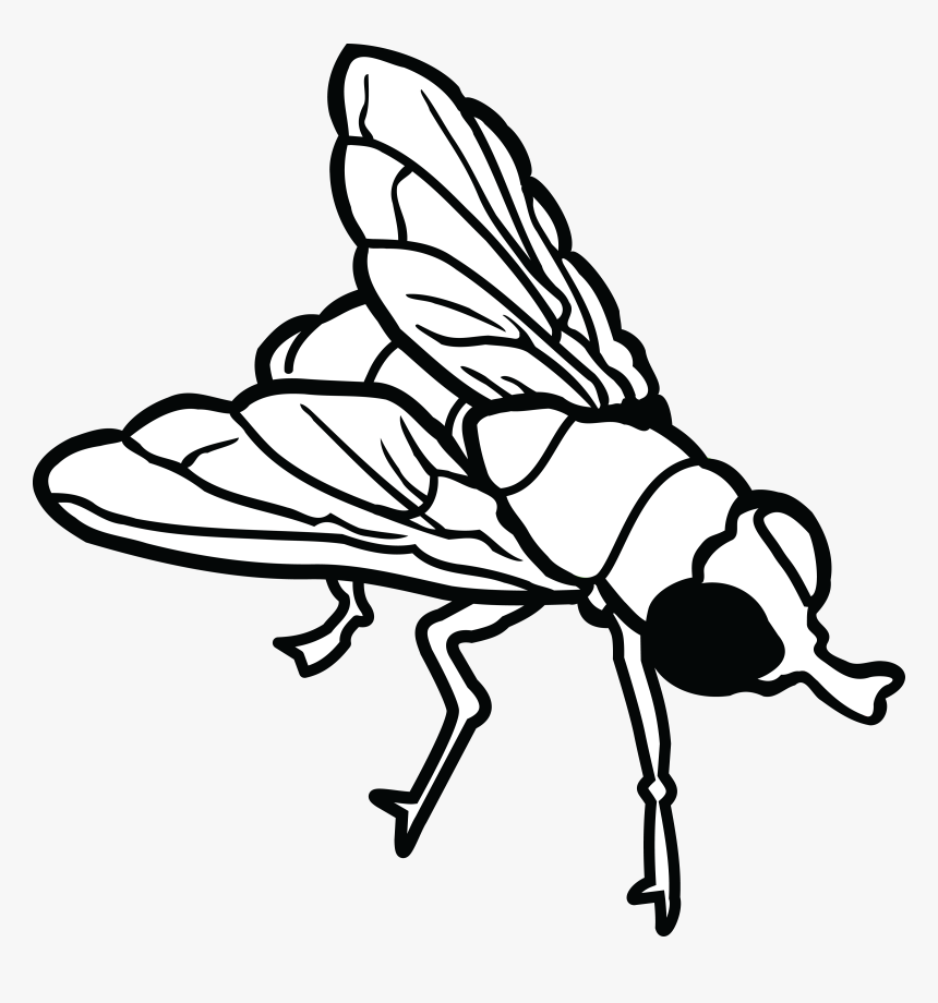 Free Clipart Of A Fly - Flies Clipart, HD Png Download, Free Download