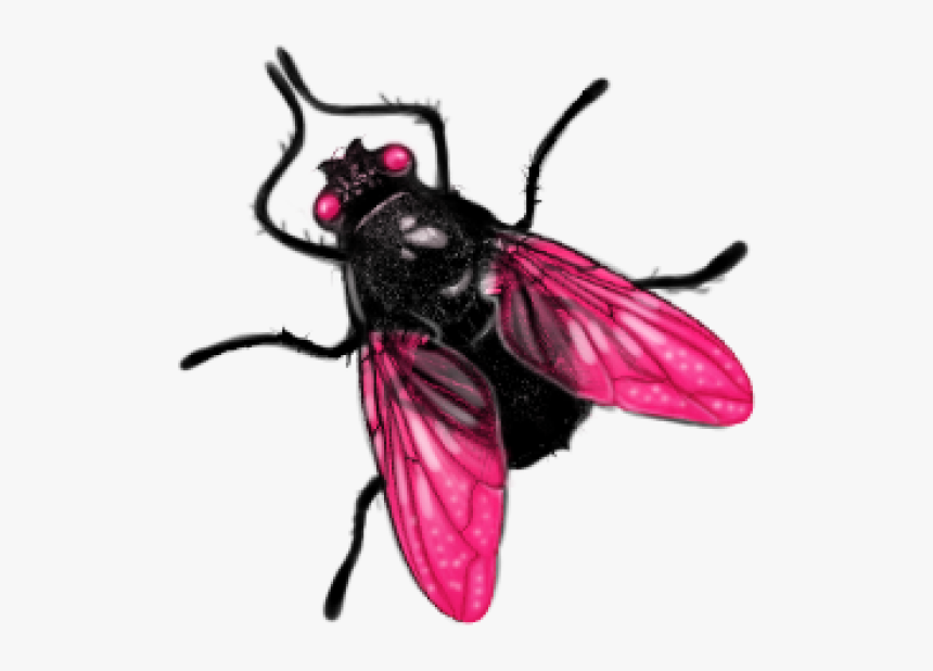 Fly Png, Transparent Png, Free Download