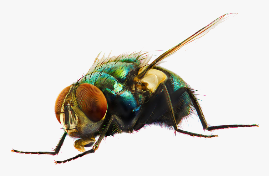 Fly Png Photo - Mosquitoes And Flies, Transparent Png, Free Download