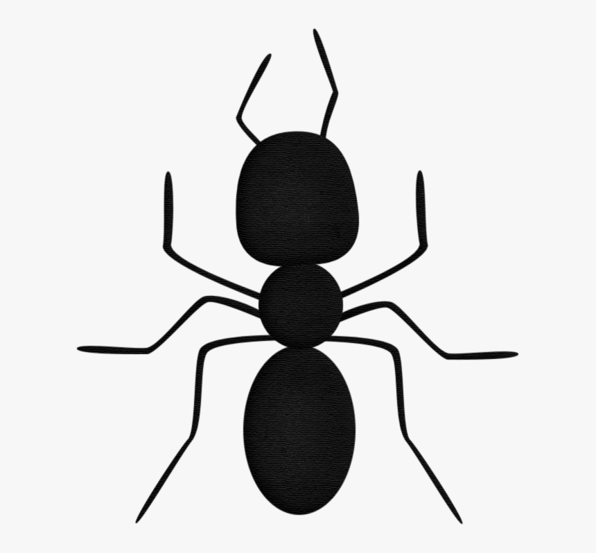 Transparent Ant Clip Art - Fly, HD Png Download, Free Download