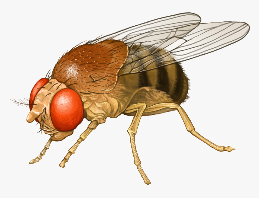 Fly Insect Icon - Flies Painting Png, Transparent Png, Free Download