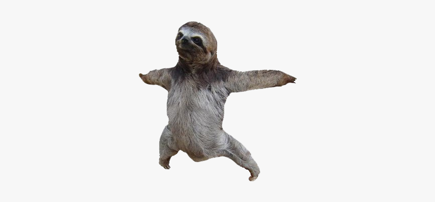 Sloth Png Photo Background - Sloth With Clear Background, Transparent Png, Free Download