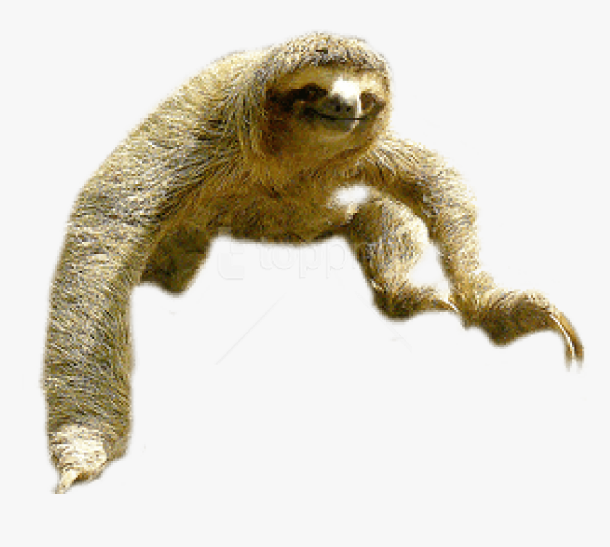Sloth Portable Network Graphics Clip Art Image Vector - Sloth Png, Transparent Png, Free Download