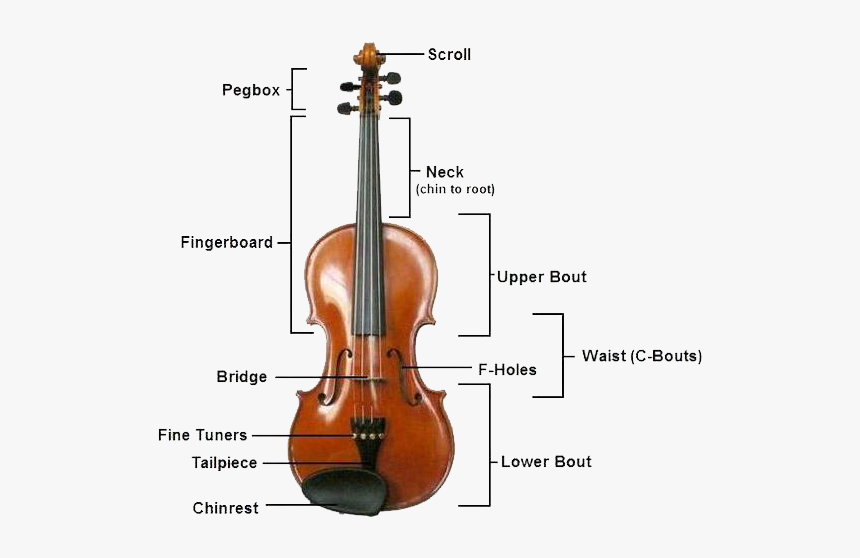 Скрипка научиться взрослому. Строение виолончели. Части виолончели и их названия. Название частей скрипки. Детали скрипки названия.