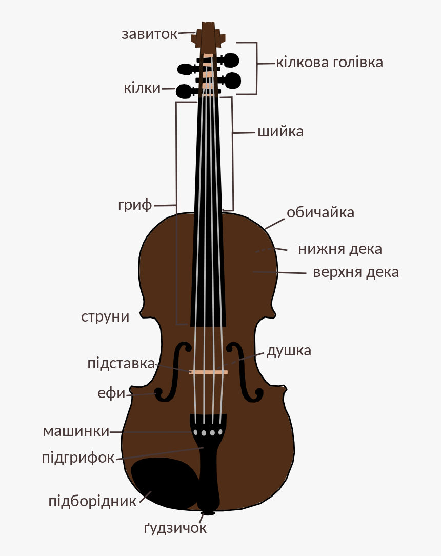 Виолончель строение инструмента схема