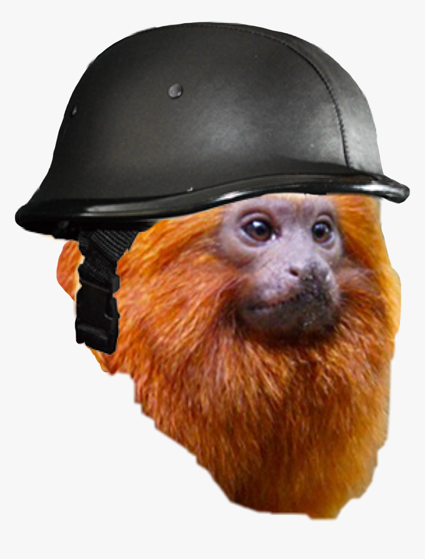 Monkey Helmet Animalperson War Freetoedit - Two-toed Sloth, HD Png Download, Free Download