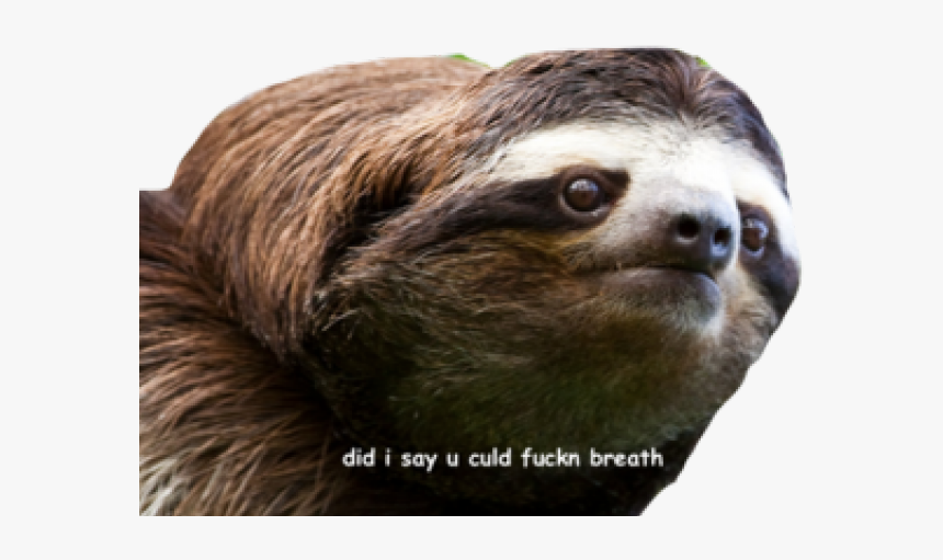 Sloth Png Transparent Images - Im Sorry Sloth, Png Download, Free Download