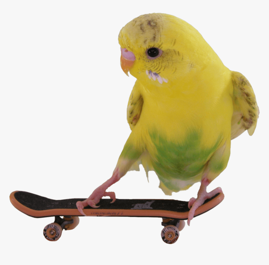 Skateboarding Budgie Transparent Png Image - Budgie On A Skateboard Png, Png Download, Free Download