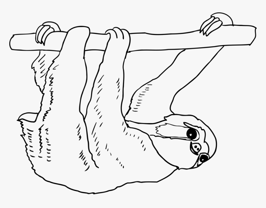 Thumb Mammal Drawing Line - Sloth Outline, HD Png Download, Free Download